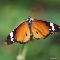 Danaus chrysippus Linnaeus, 1758